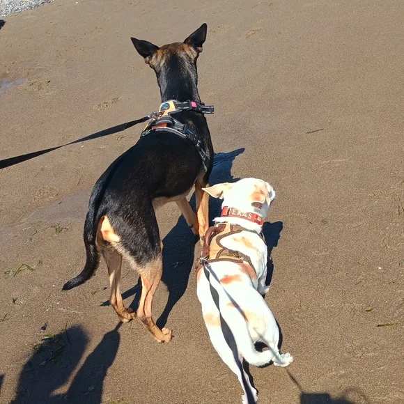 🏖️🌞🐕 Texas's Beach Day - Picture 11 of 16